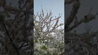 цвітіння вишні