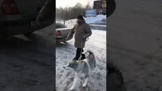Аляскинский Маламут и машина. 