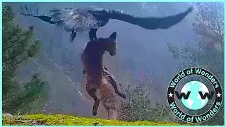 OMG Top 10 Eagles Hunt Their Prey Without Mercy -  Mortal Combat