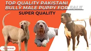 Top Quality Pakistani Bully Male puppy Available for Sale Sultan X Jimmy! ALL About Bully kutta