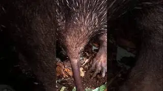 5 Only Egg Laying Mammals in the Animal Kingdom🦆 