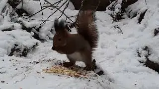 Orava ja hiiri jouluaattona Turku, Katariinanlaakso 24 12 2023