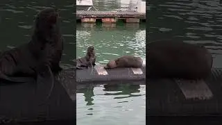 在南非開普敦要出發到海豹島港口遇到一群在睡覺的海豹