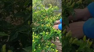 It's satisfying to see pepper growing like this #harvesting #gardening #pepper #tabasco