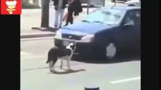 Приколы с животными лето 2014 ● Смех до слез! ● Funny Animals Compilation ● Laughter to tears!
