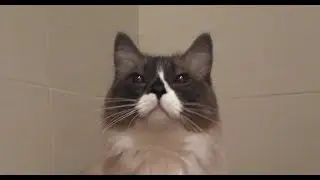 Кошка ест пельмени