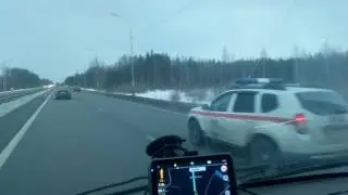 Дельфины стая.