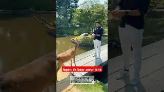 japan me deer kitne friendly hote h..#nara #japan