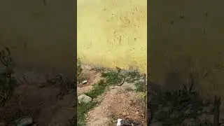The saplings we planted at Doddakannelli School have grown up