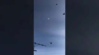 Белые голуби в Енакиево