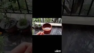 Barish aur tea
