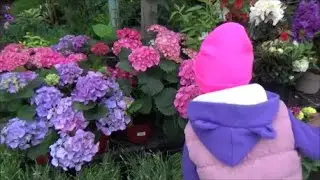 ///На дачу не поехали, а поехали к Гале///