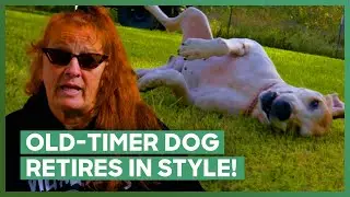 Roan Becomes Cancer Free & Finally Finds A New Home! | Pit Bulls & Parolees