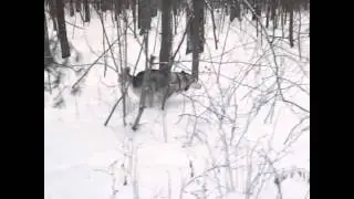 Маламут гуляет