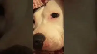 Эля легла спать))