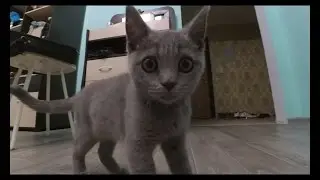 Котейка кот котовский