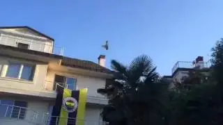 Oyun kuşu izle