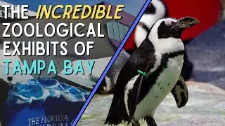 A Look at The Florida Aquarium and ZooTampa