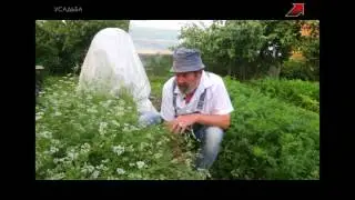 КИНЗА И КОРИАНДР – ЭТО ОДНО И ТО ЖЕ?