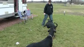 Korte clip met Hero en Korny