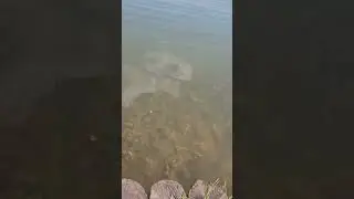 Пляж Южного Бутово в воскресенье утром. Московские сезоны.