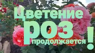 Цветение роз - июль 2022года.