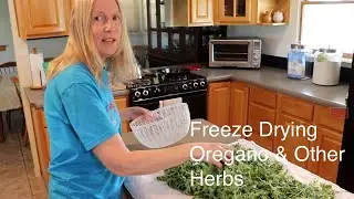 Freeze Drying Oregano | Fresh Herbs On The Homestead All Year