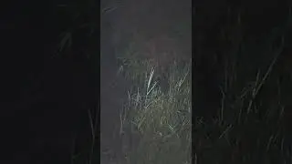 Duck Watching baby duck edition 14 Lets goooooooooo froggy!