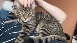 Тяжелея ноша и нелегкая кошка — по сути, одно. И мы, я с Гермесом, также одно, по сути.