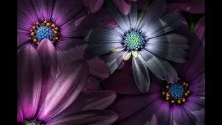 CREATIVE FLOWER PHOTOGRAPHY - Spotlighting Flowers In Lightroom