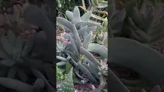 Crassula falcata 'Propeller Plant'