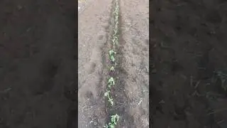 Томаты посадка в солнцепёк 