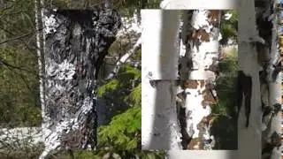 ВЕСНА,КАРТОШКА,БУРЕЛОМ.
