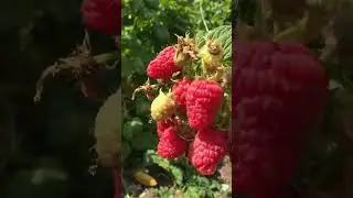 Летняя Малина соколица,решила нас порадовать осенью.ставропольский край.
