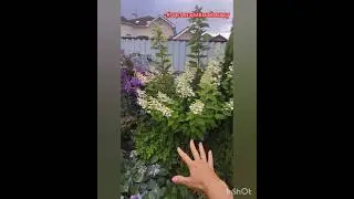 Обзор гортензий: Диамантино, Лайм Лайт, Биг Бен, Дентель де Горрон.