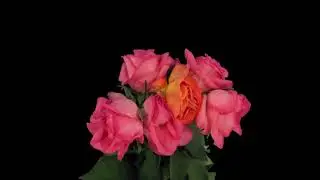 Roses bouquet with alpha-FOOTAGE