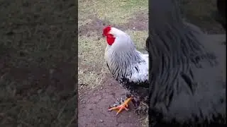 Красавец! А какие у него лапки!