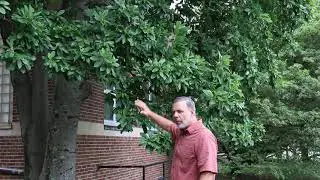 Sweetbay magnolia (Magnolia virginiana) - Plant Identification