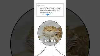 A highly scientific explanation of #lizards and #reptiles
