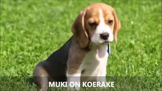 Koer Muki (Muki on koerake)