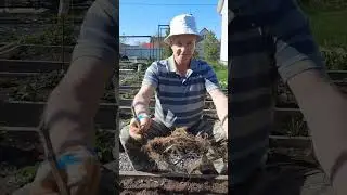Вот она - корневая куста помидоров по методу Маслова!