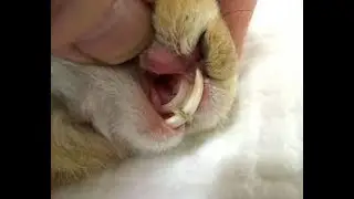 Rabbit Dentition  | dental features of rabbits | animals | pet care