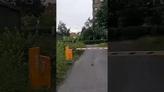 Заяц на дороге