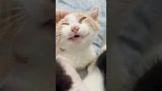 😸#счастье_есть #catvideos #смешнойкот #pets #funnyanimal #приколыскотами #забавныекотики #cat #влог