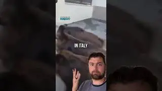 Italy declared war on pigs? 