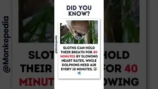 Breath-Holding Champions 🌬️| #didyouknow #facts #shorts #ytshorts #WildlifeTrivia  #AnimalFacts