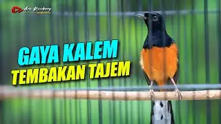 TEMBAKAN TAJEM !! masteran murai isian mewah cocok buat masteran lomba | shama bird