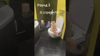 Обучения кота к унитазу раунд 3 