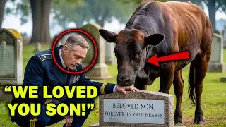 Veteran Cried at His Son’s Grave, But the Bull Knew What to Do