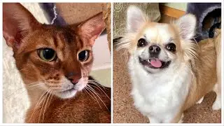 Abyssinian cat Monterey and chihuahua Dulcinea